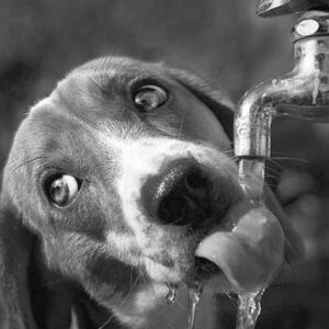 Élményrajzolás - Szomjas kutyus