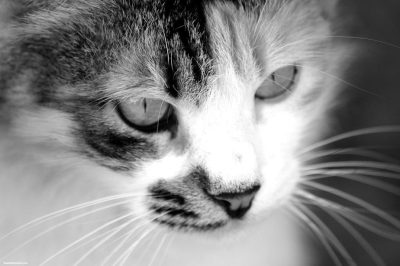 cica szürke cica szürke