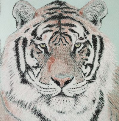 galéria tigris w